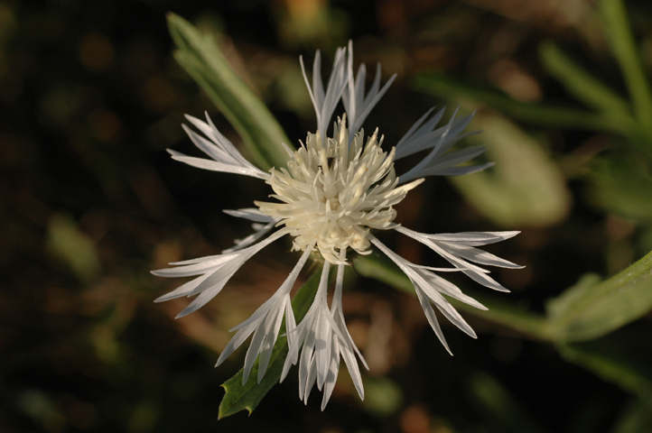 Centaurea napifolia - Acanthus mollis - Arum sp.